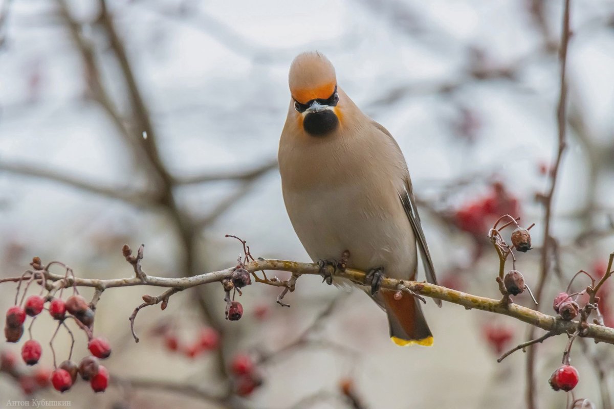 Птицы зимние с хохолком (58 фото)