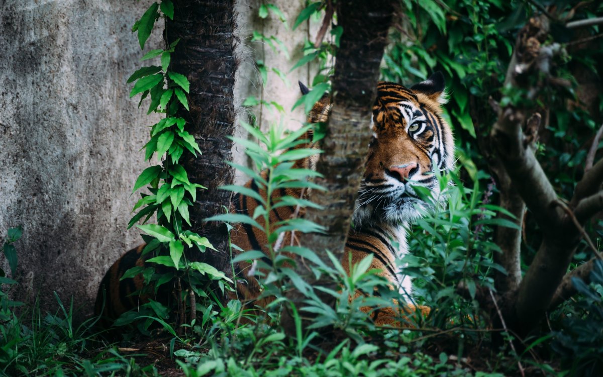 Тигр на ветке (62 фото)