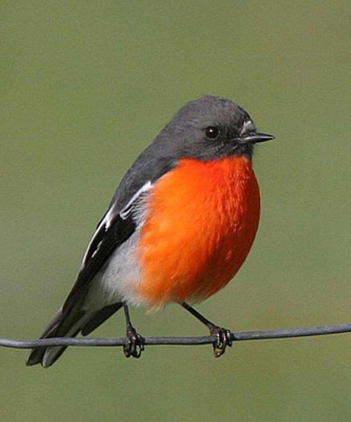 Серая птичка с оранжевой грудкой (52 фото)