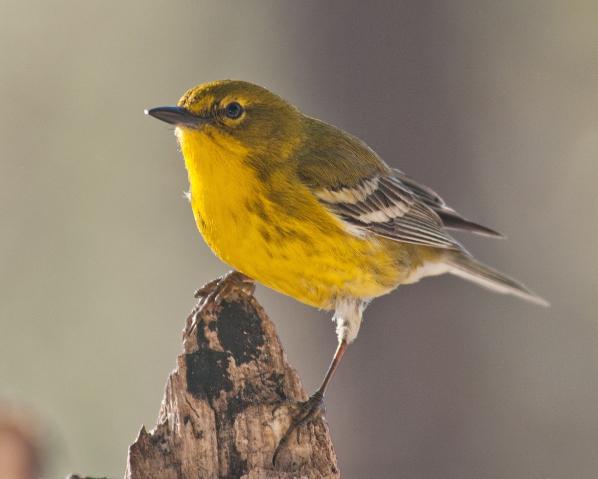 Птица с желтым брюхом (65 фото)