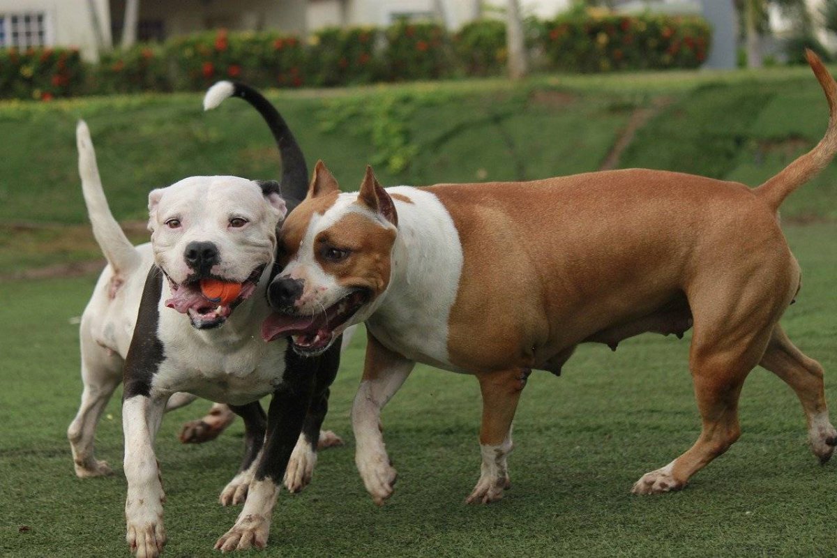 Самые опасные породы собак в мире (71 фото)
