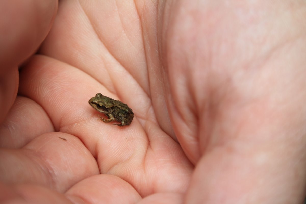 Самая маленькая лягушка в мире (58 фото)
