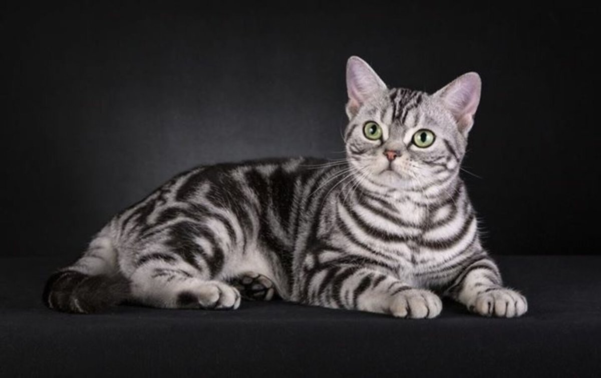Американский короткошерстный кот (71 фото)