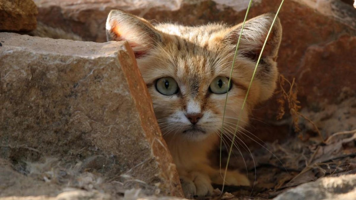 Барханный кот (73 фото)