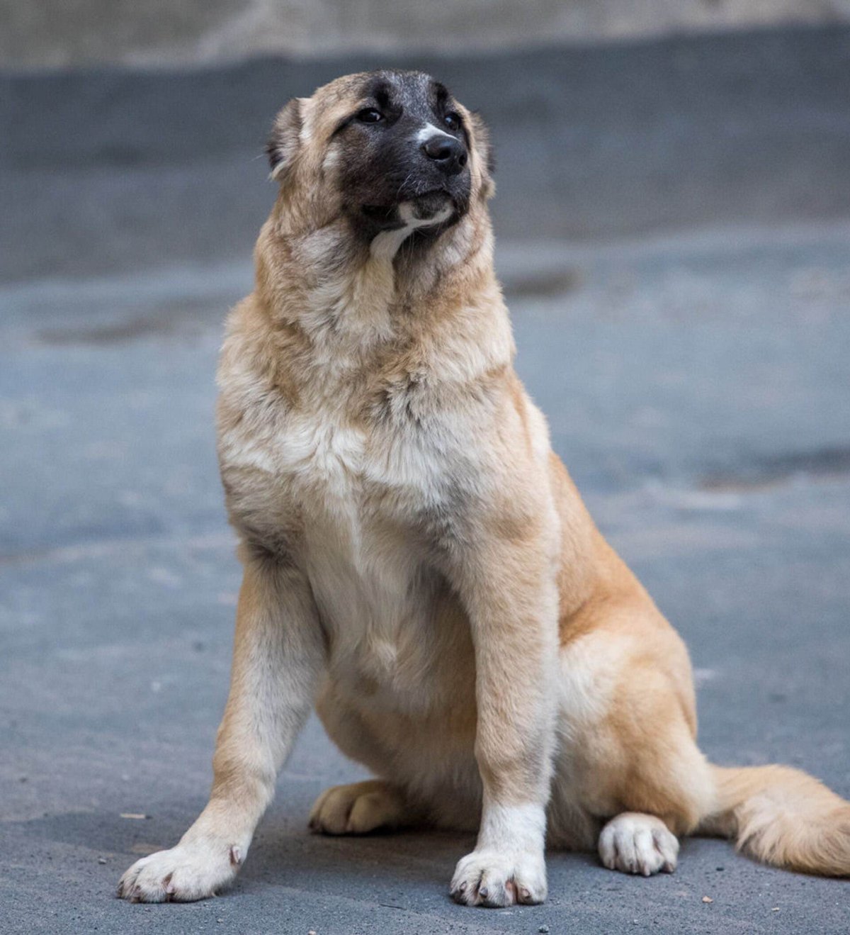 Собака армянский гампр (63 фото)