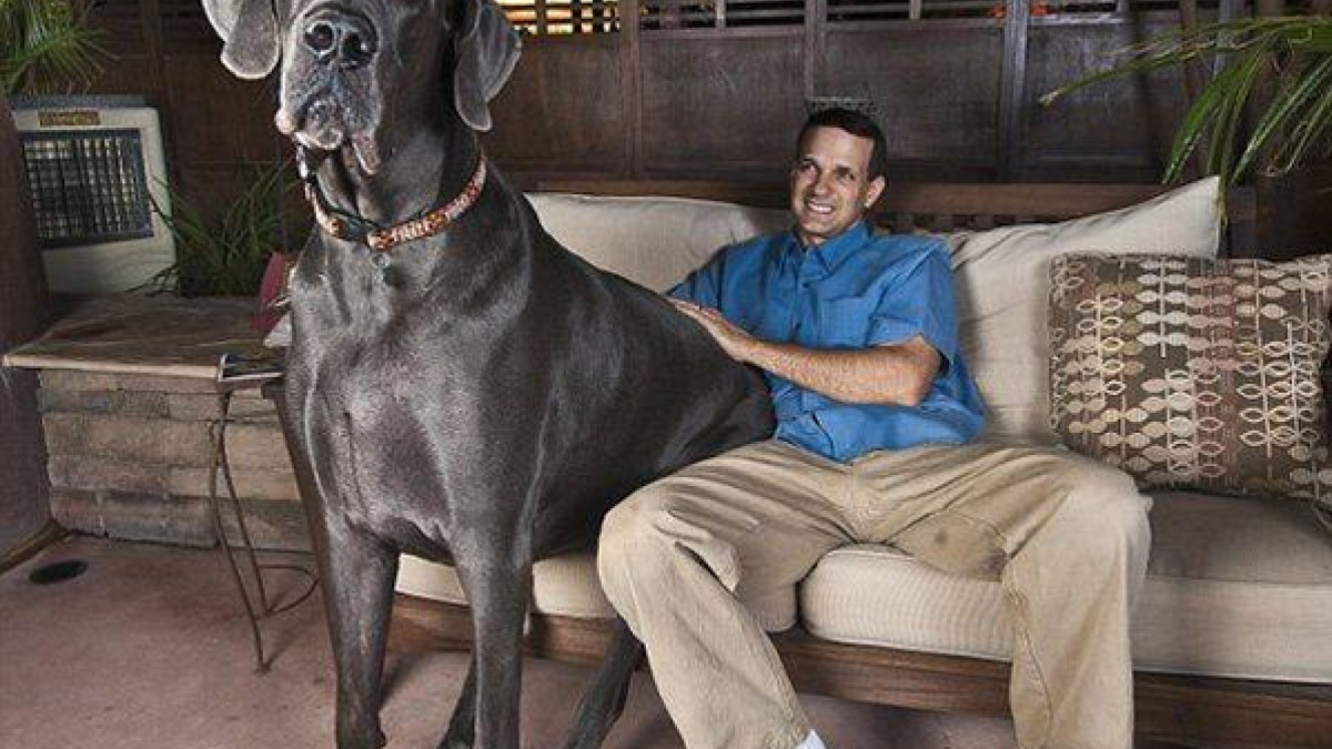 Самая высокая собака (69 фото)