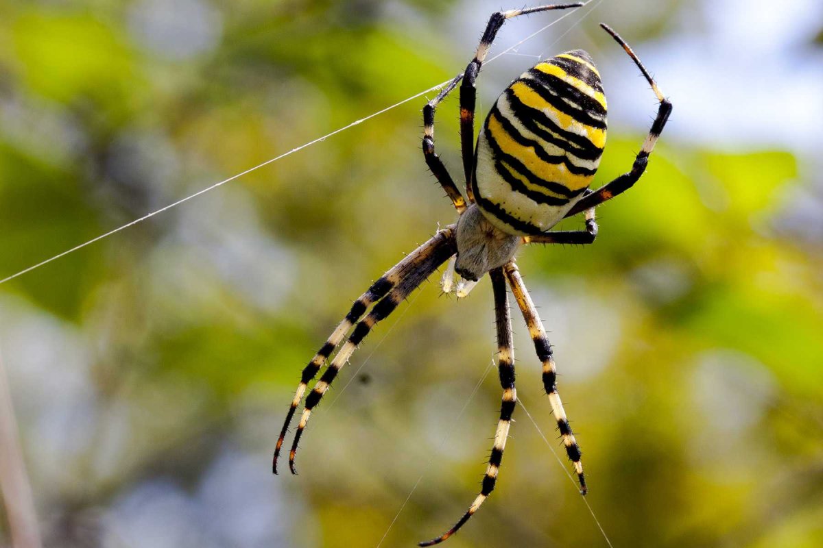 Черно желтый паук (62 фото)