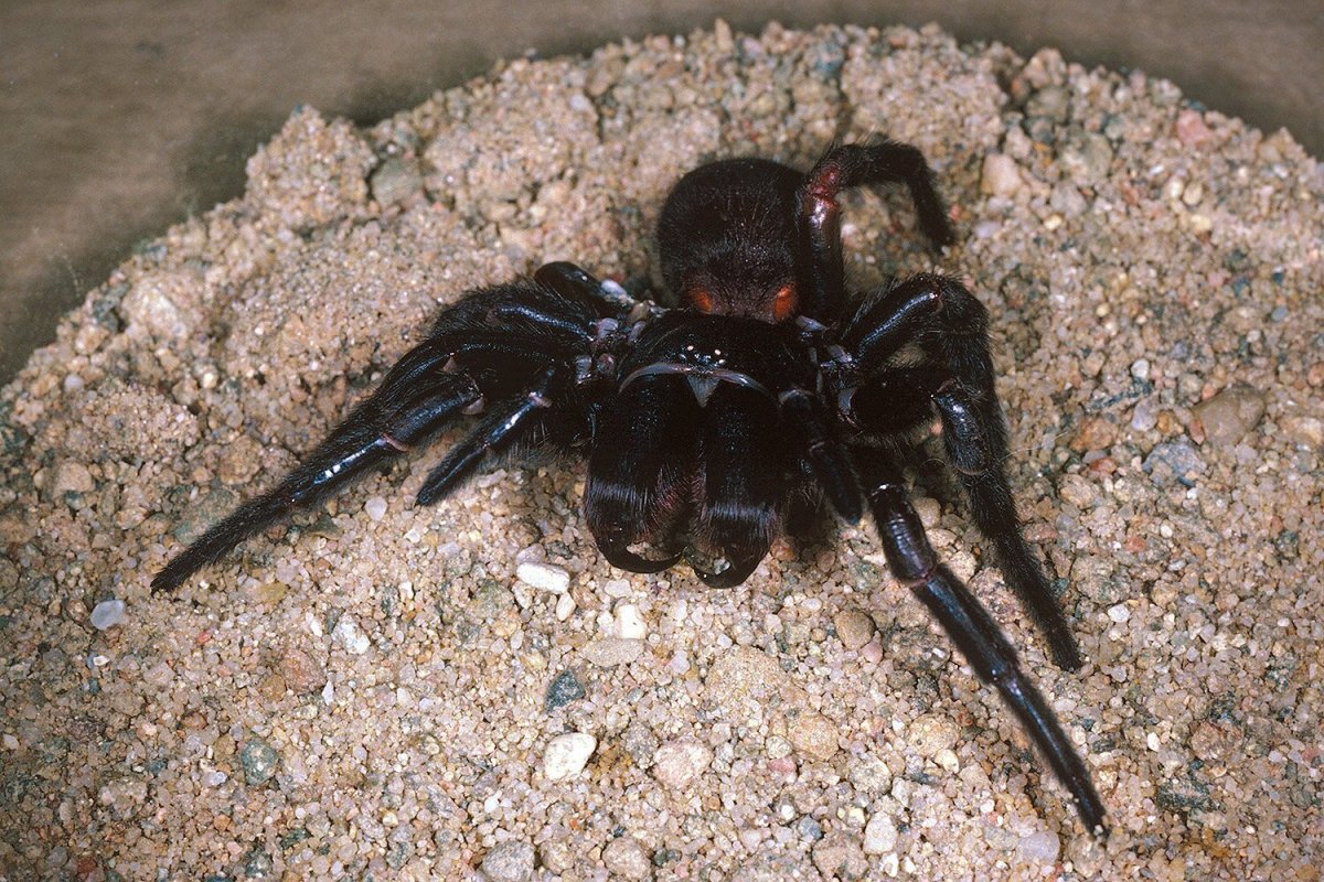 Сиднейский воронковый паук (62 фото)
