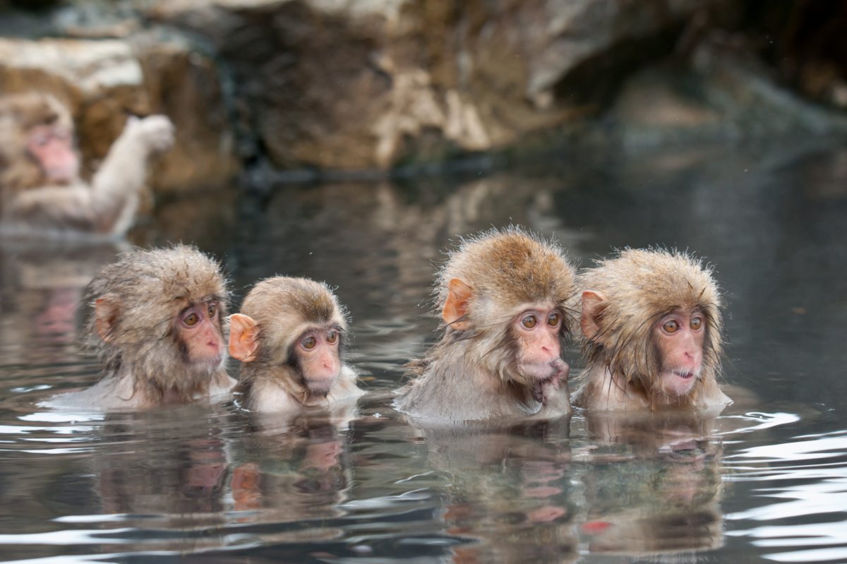 Купание обезьяны в теплой воде (40 фото)