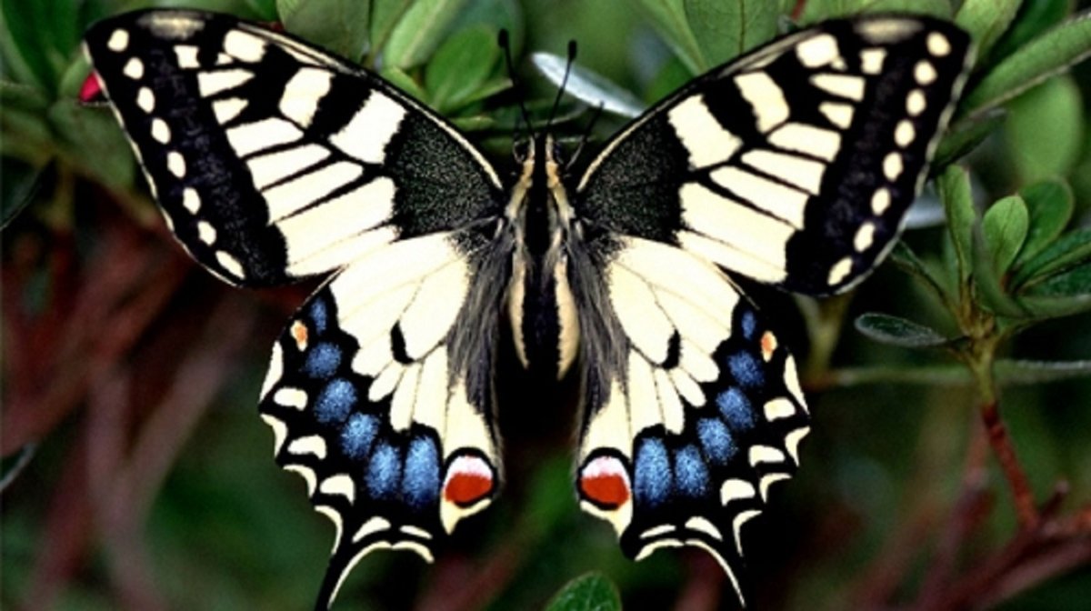 Махагон бабочка (63 фото)