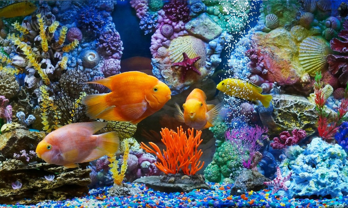 Цветные рыбки для аквариума (62 фото)