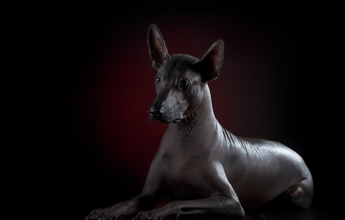 Фараоновая собака (61 фото)