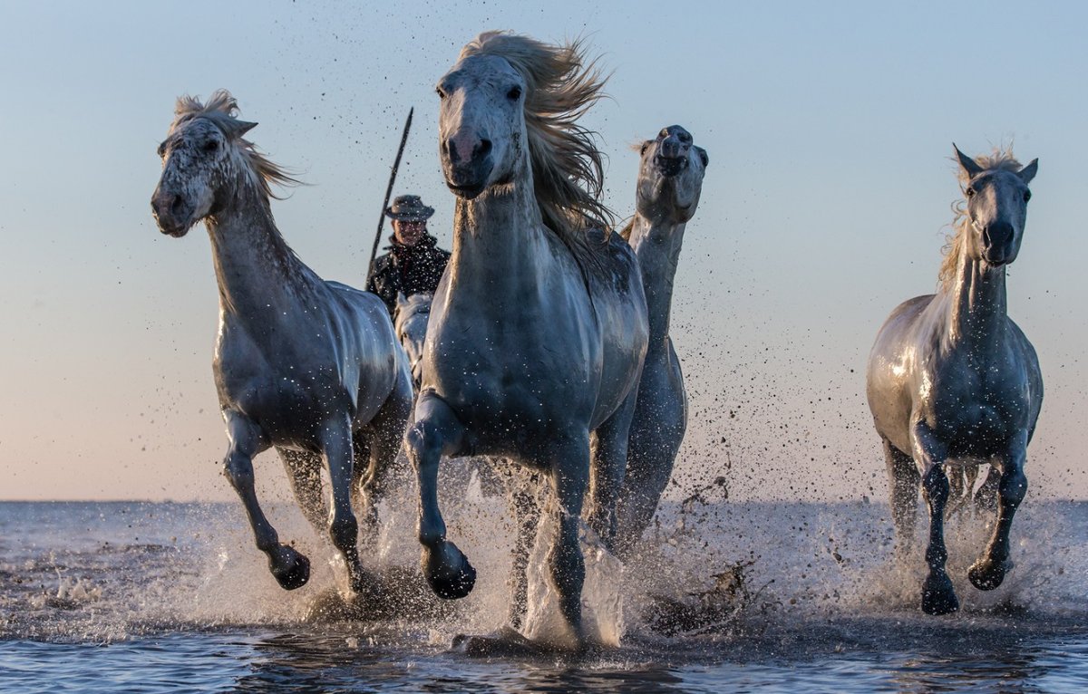 Бегущая лошадь из воды (58 фото)