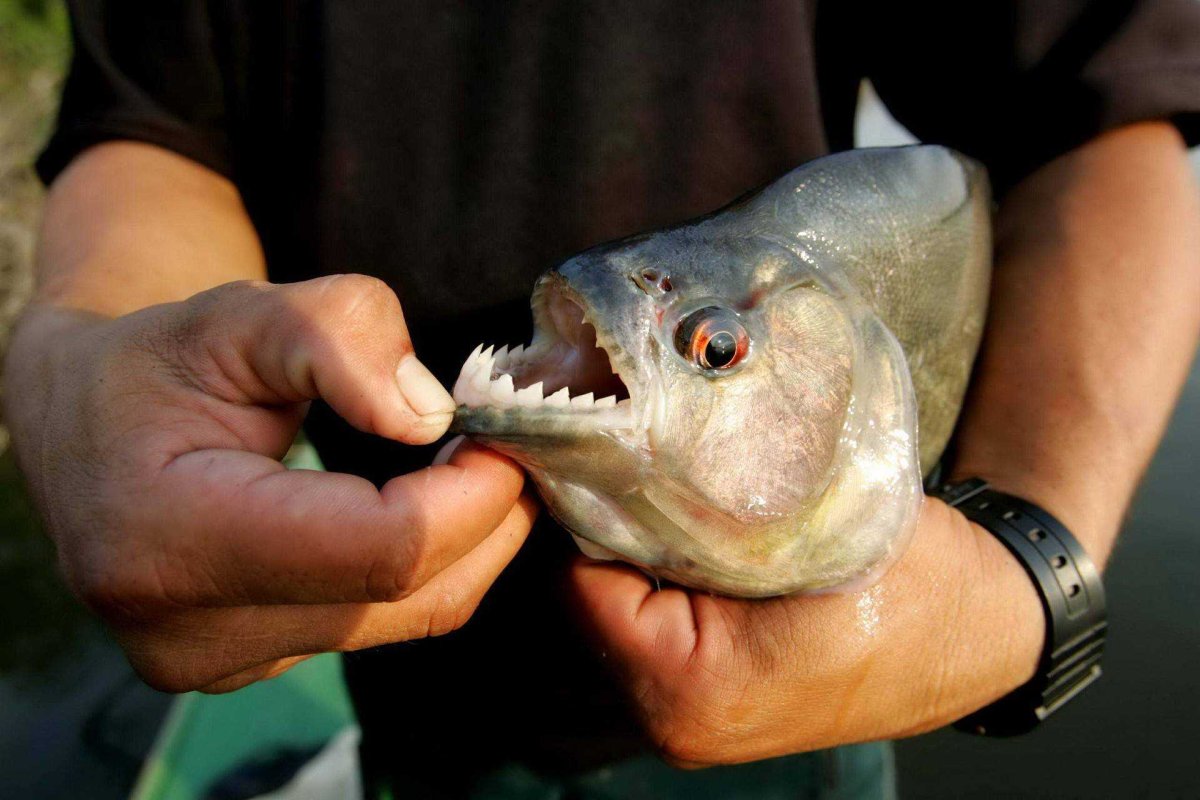 Самая опасная рыба в мире (67 фото)