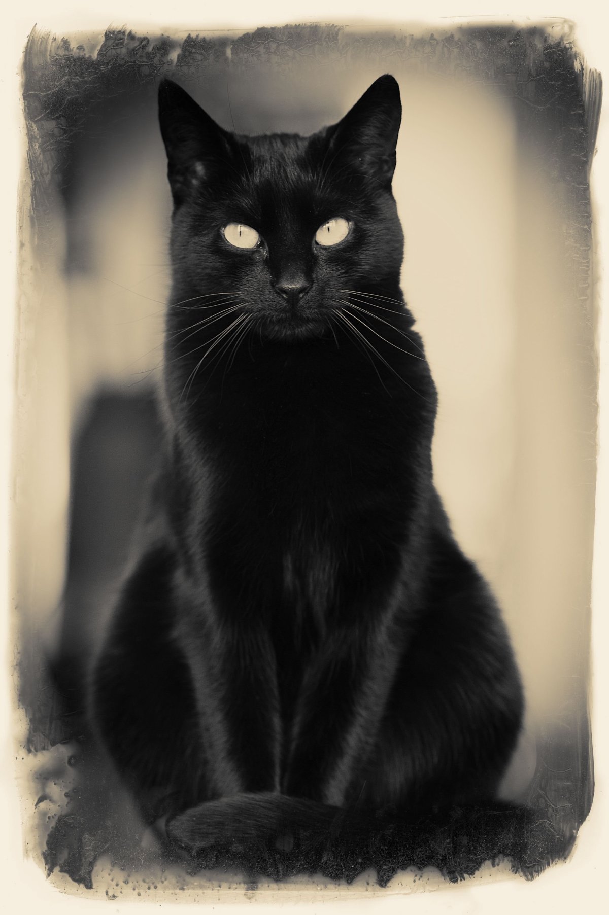 Черные котики (65 фото)