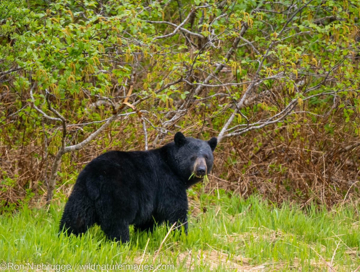 Черный медведь из северной америки (61 фото)