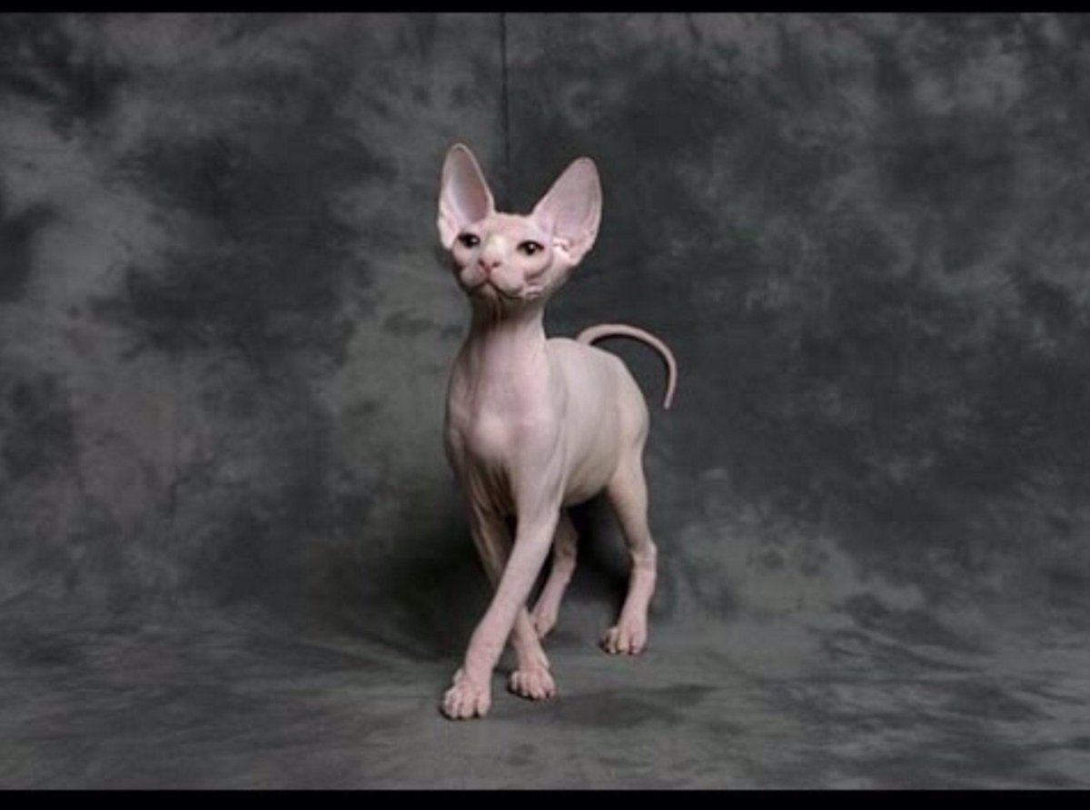 Лысый кот сфинкс (69 фото)