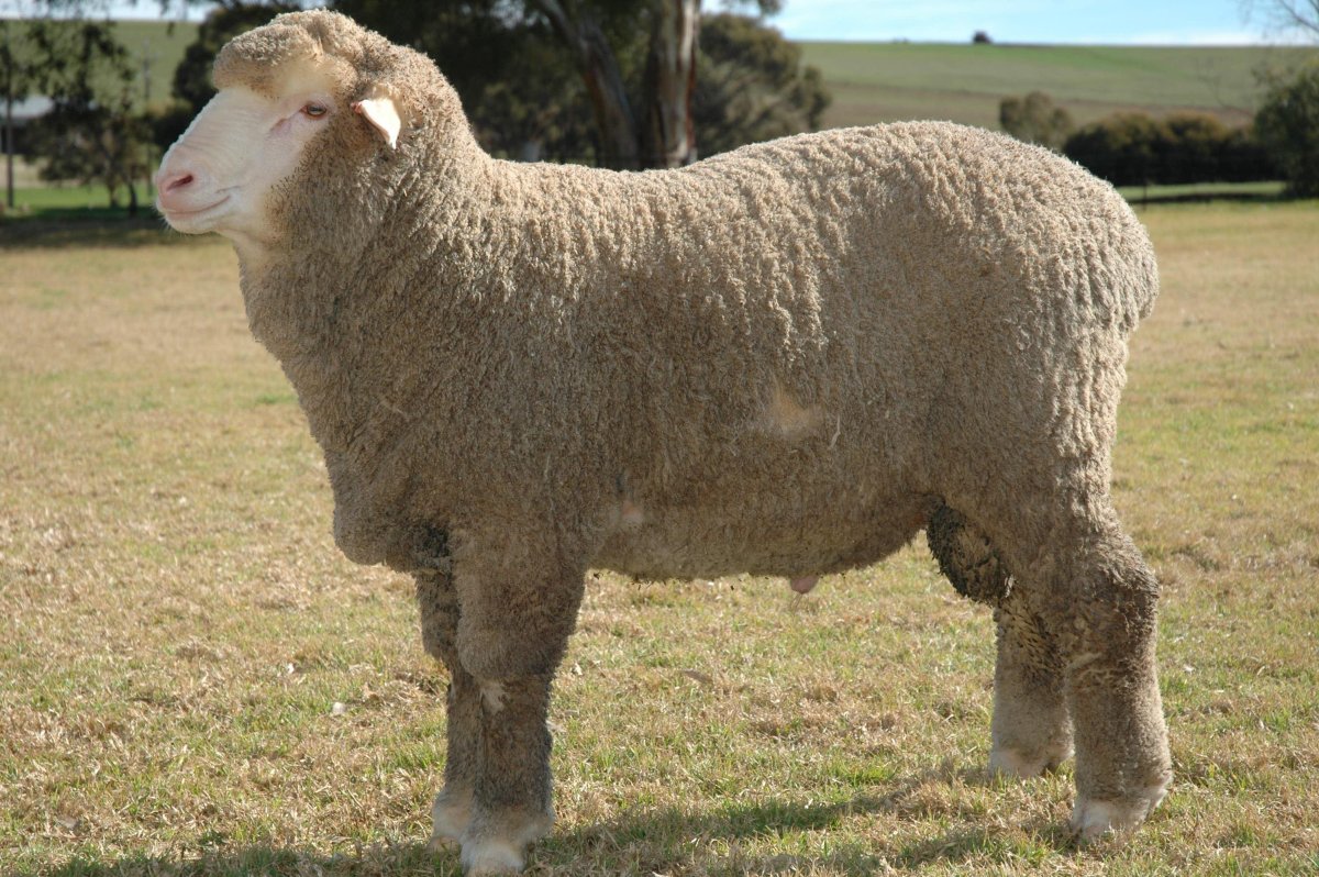 Порода тонкорунных овец (65 фото)
