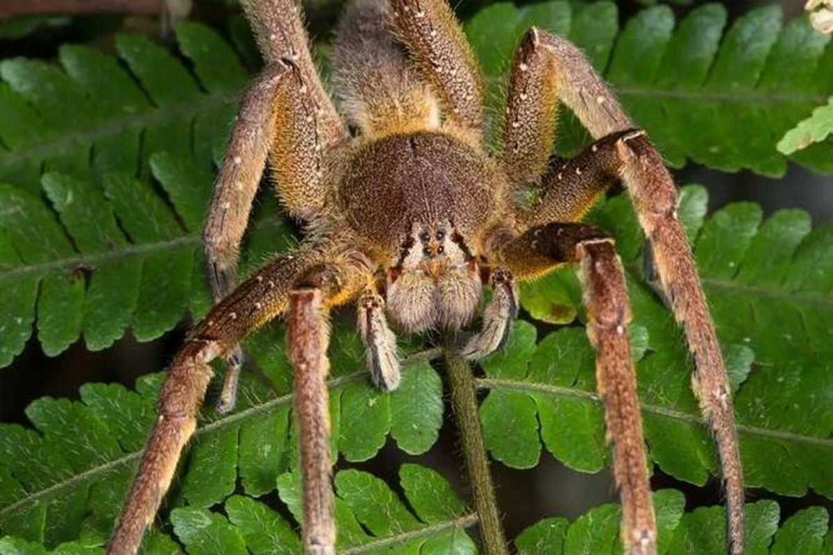 Бразильский странствующий паук (70 фото)