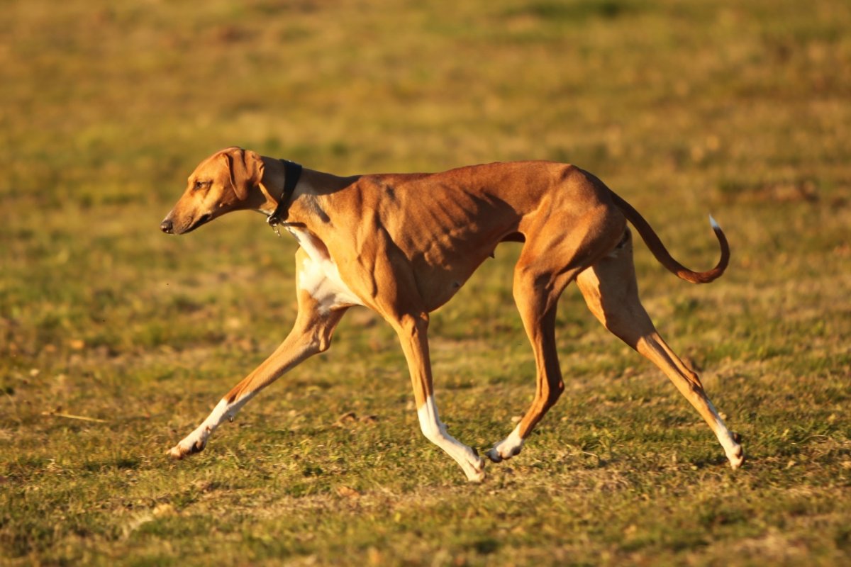 Самая быстрая собака в мире (60 фото)