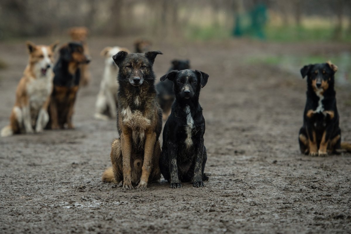 Собачий фото