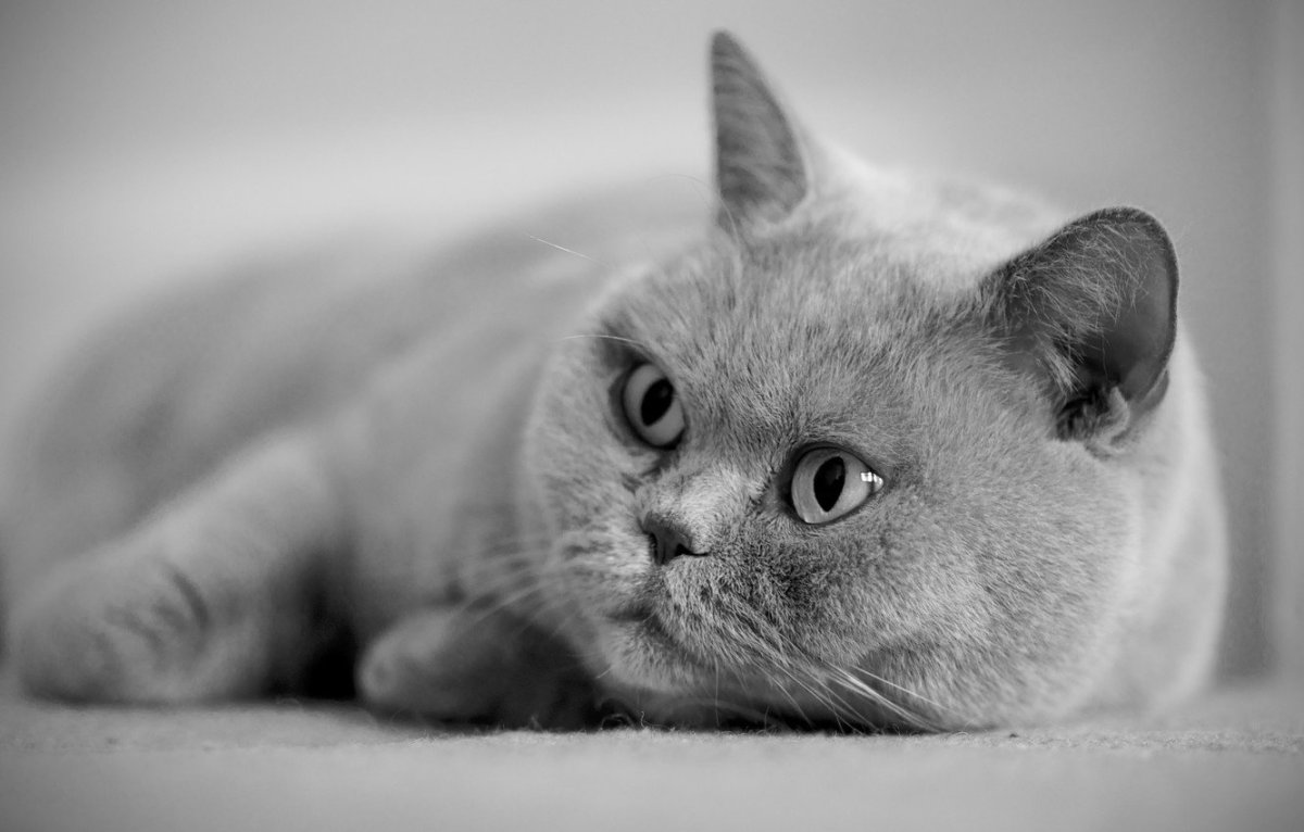 Серый котик (73 фото)