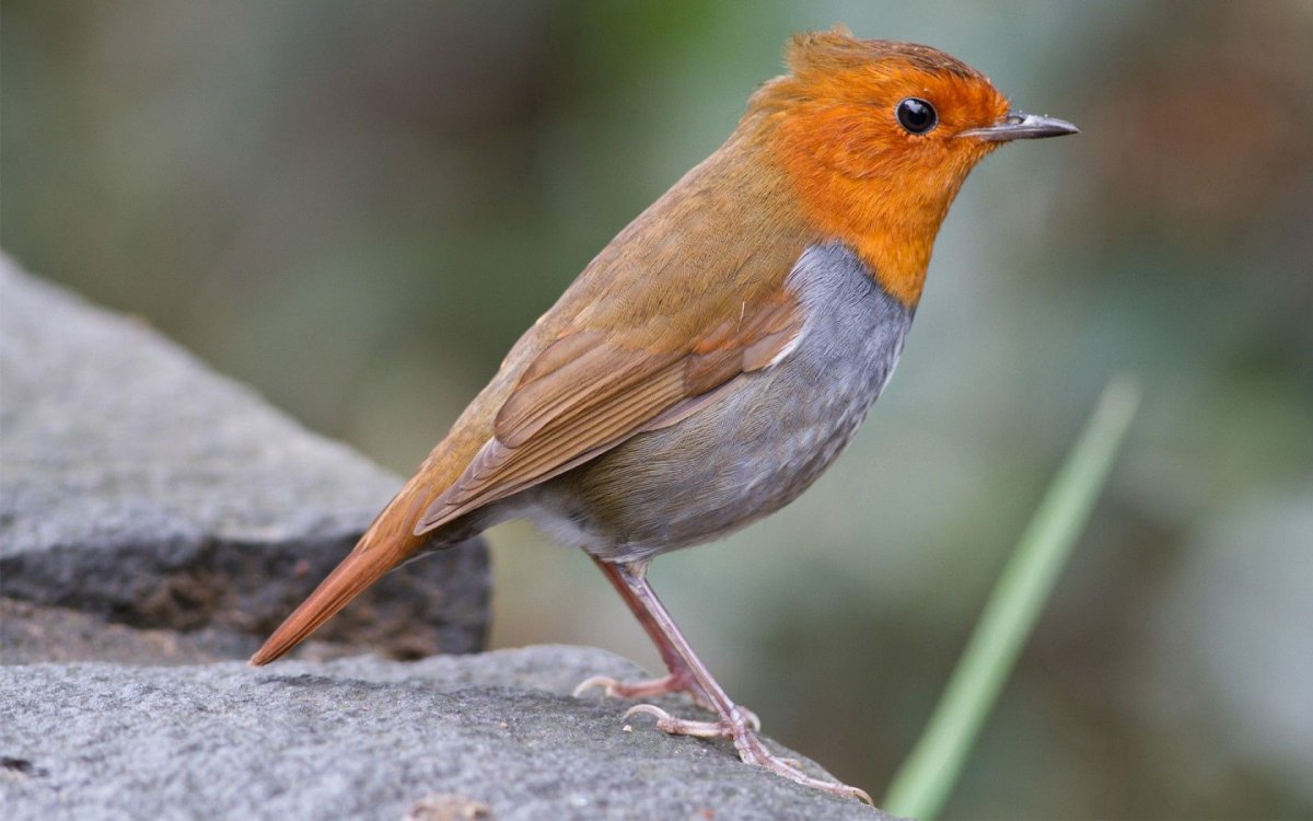 Птичка с оранжевым хвостиком (57 фото)