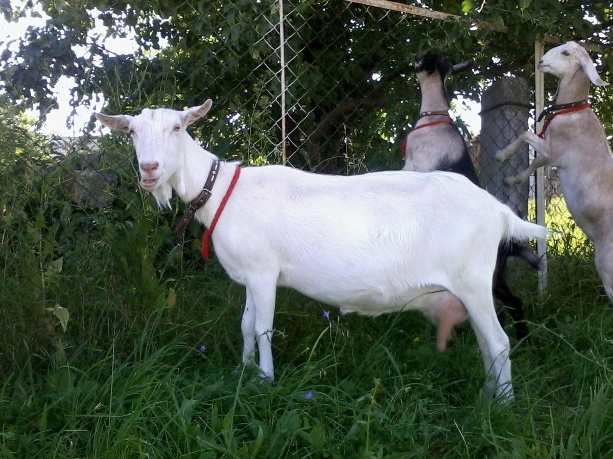 Зааненская порода коз (65 фото)