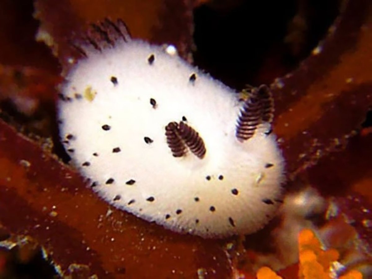 Морской заяц моллюск (67 фото)