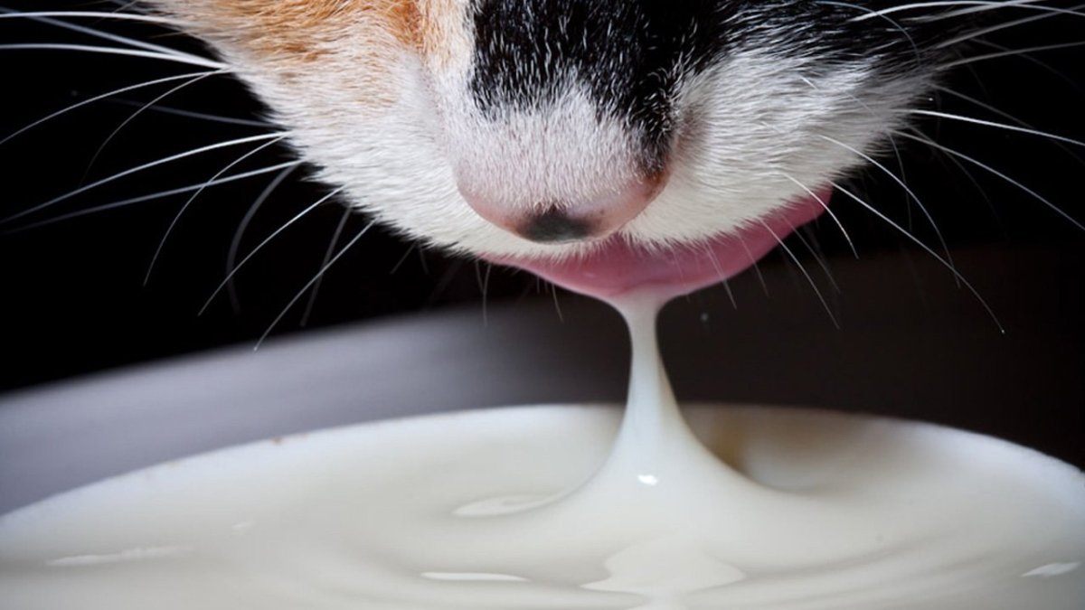 Кот в молоке (73 фото)