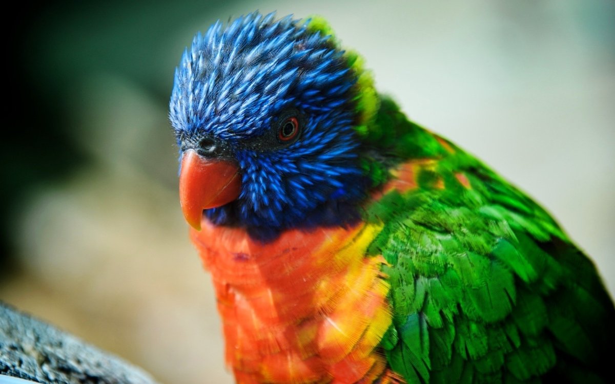 Смешной попугай (71 фото)
