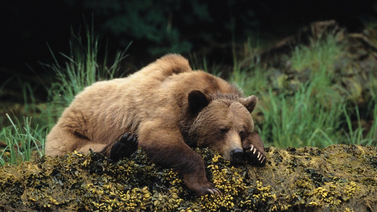 Спящий медведь (66 фото)