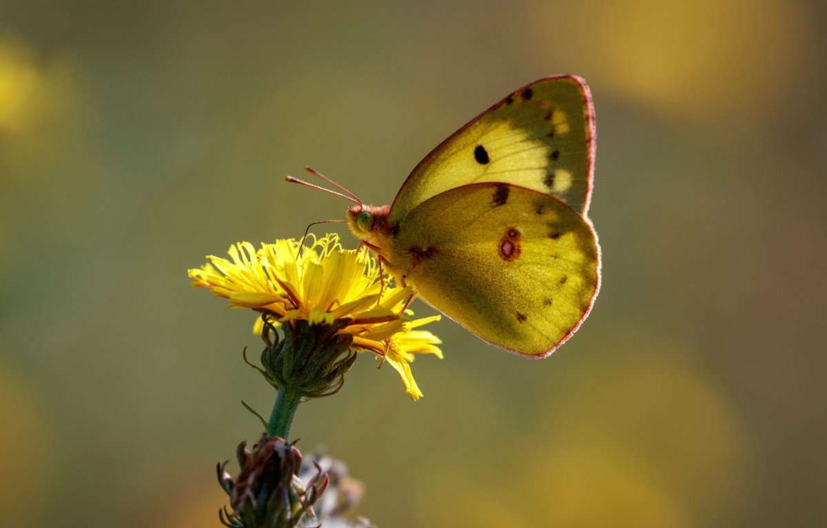 Желтая бабочка (67 фото)