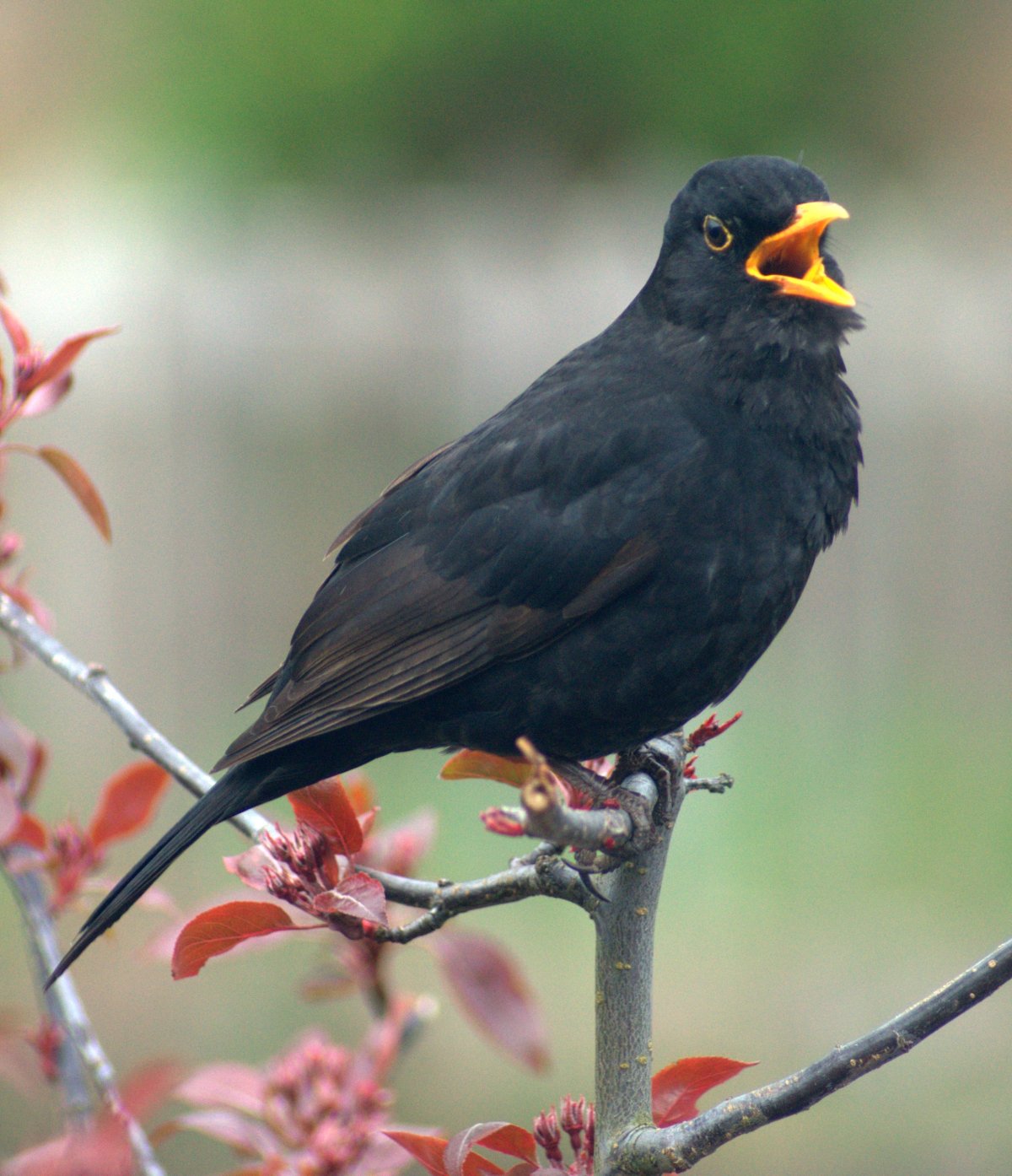 Черная птичка с оранжевым клювом (44 фото)