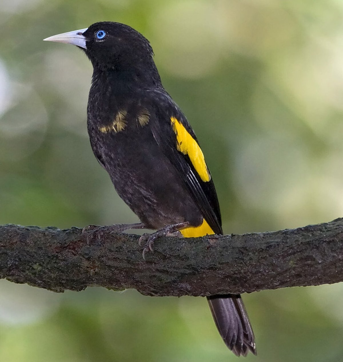 Желтая птица с черными крыльями (60 фото)