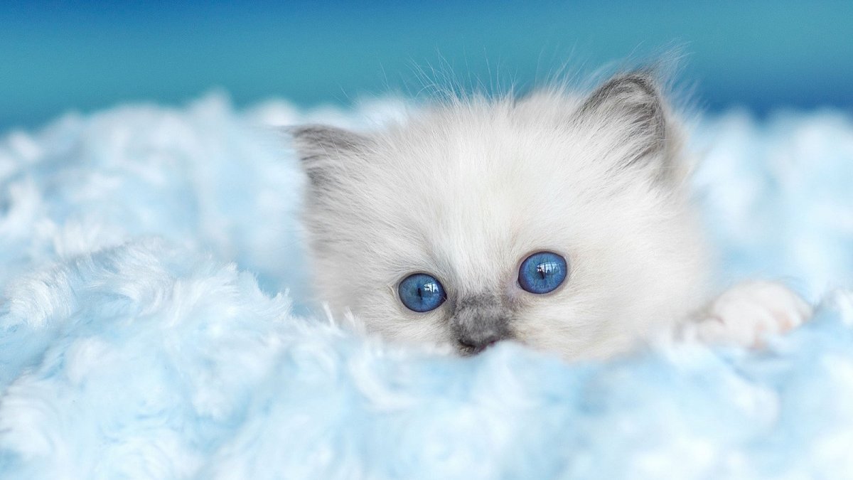 Котенок белый с голубыми глазами (72 фото)