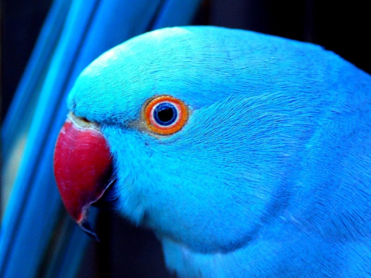 Синий попугай (62 фото)