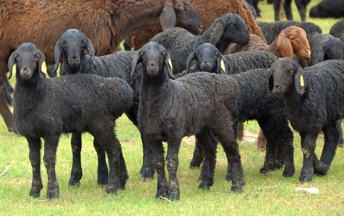 Эдильбаевская порода овец (72 фото)
