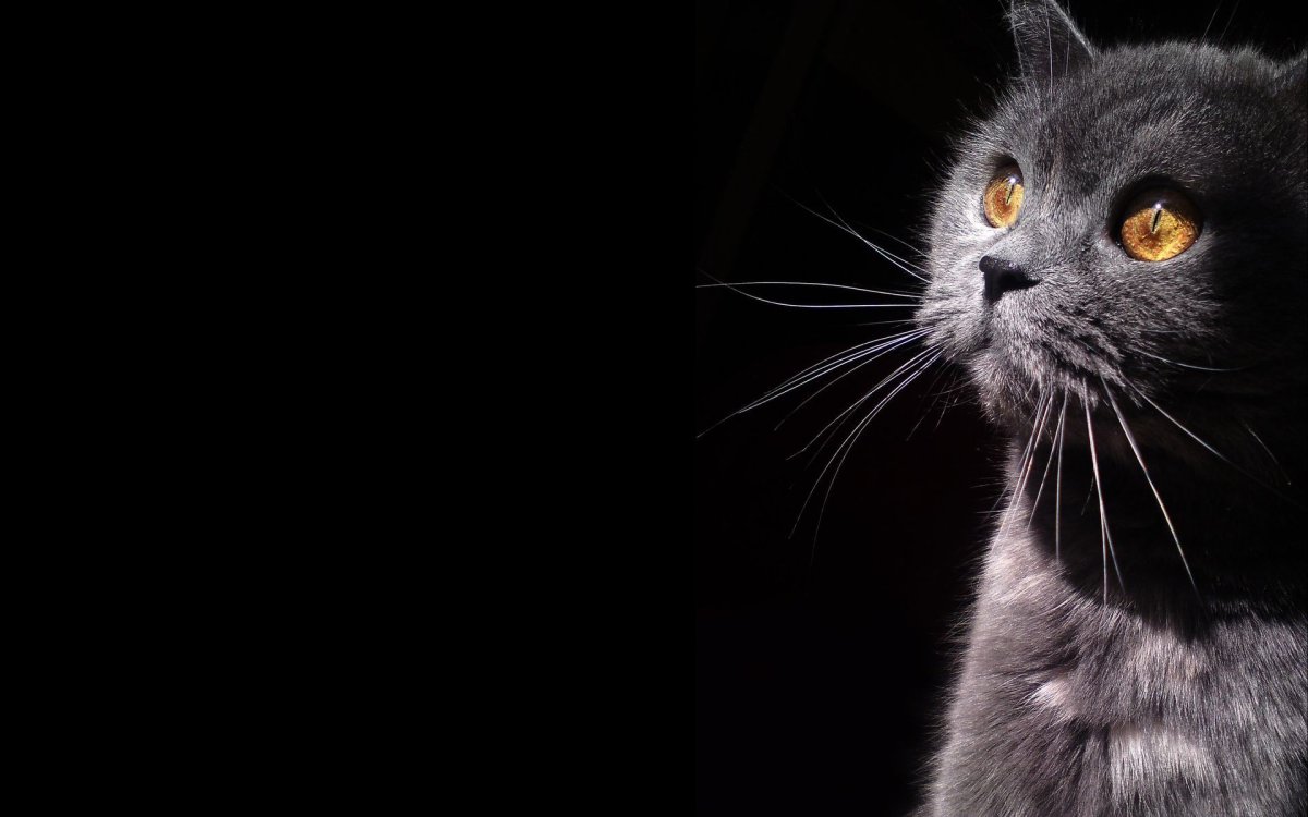 Черный британский кот (65 фото)