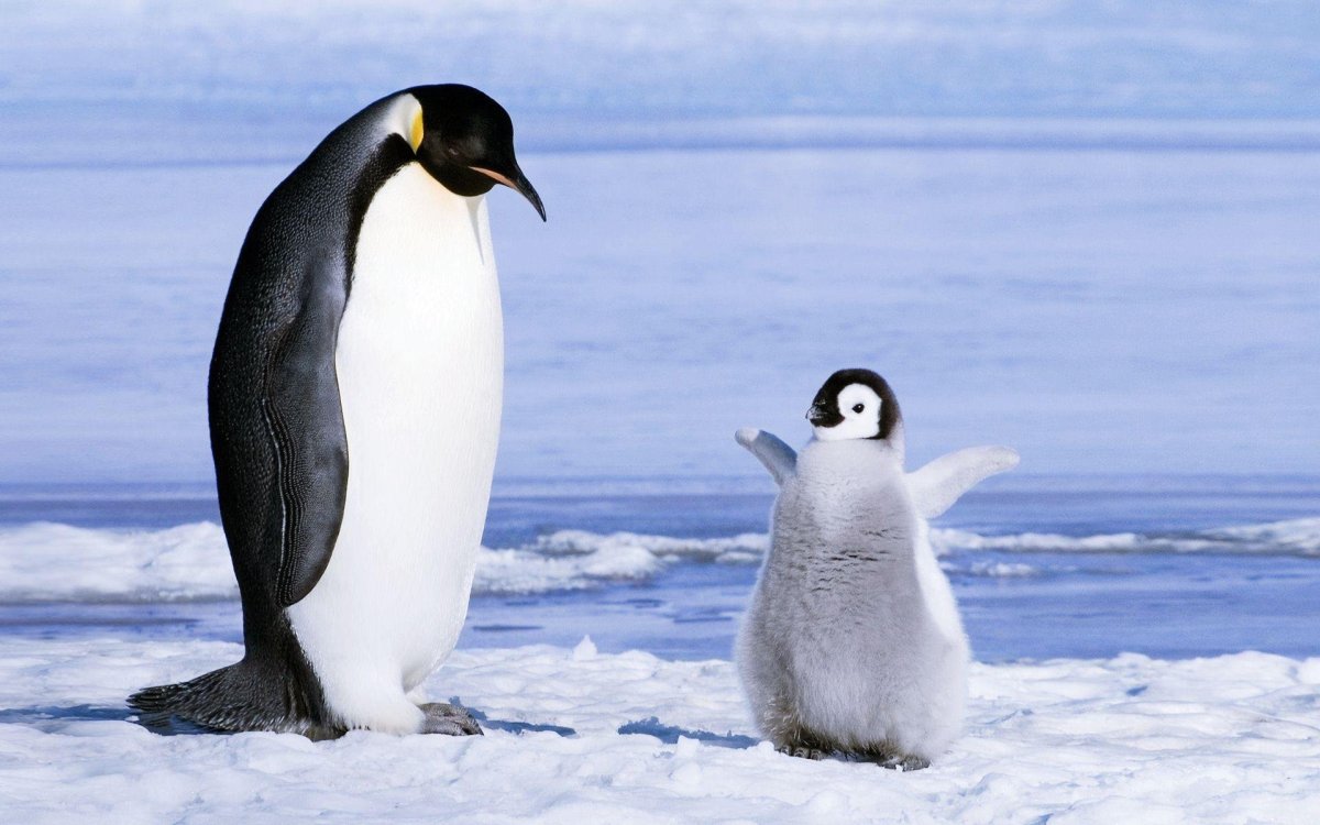 Жирный пингвин (59 фото)