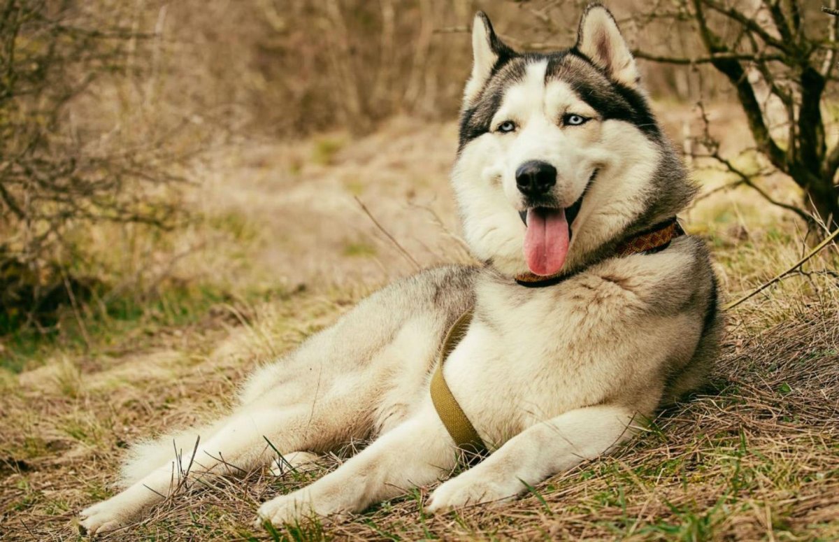 Северная инуитская собака (51 фото)