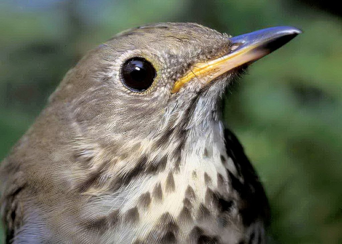 Маленькая серая птичка с длинным клювом (65 фото)