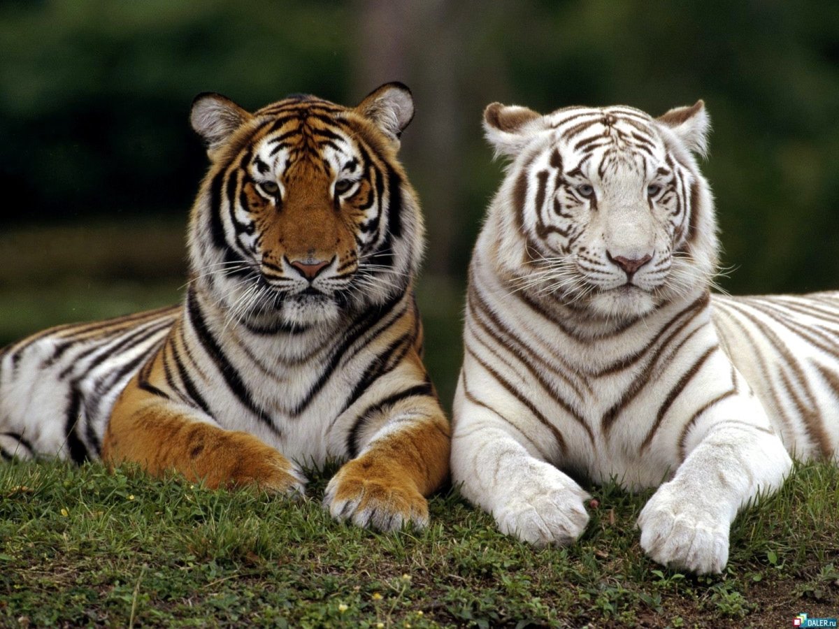 Белый амурский тигр (76 фото)