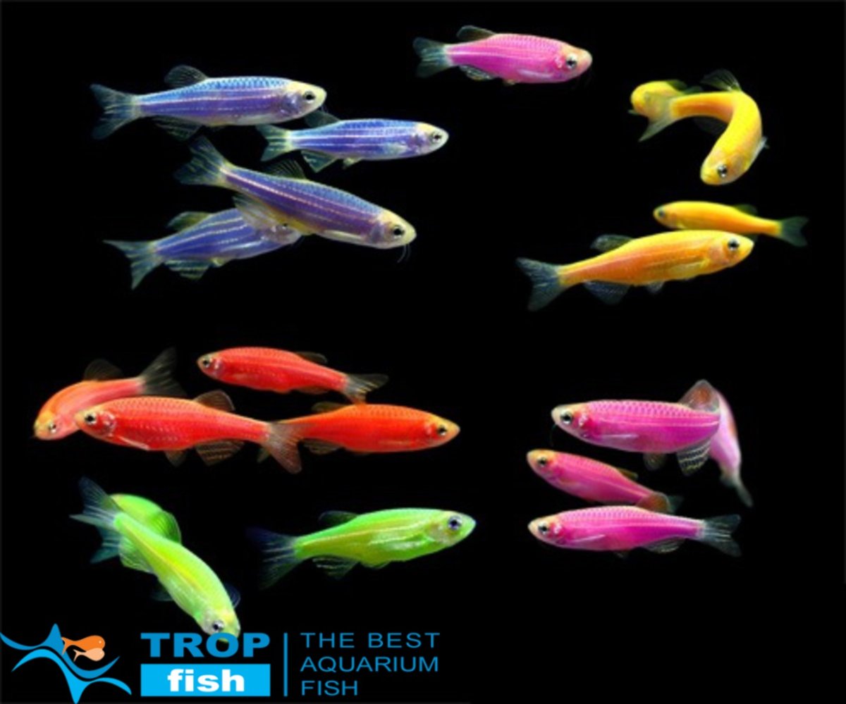 Разноцветные рыбки для аквариума (70 фото)