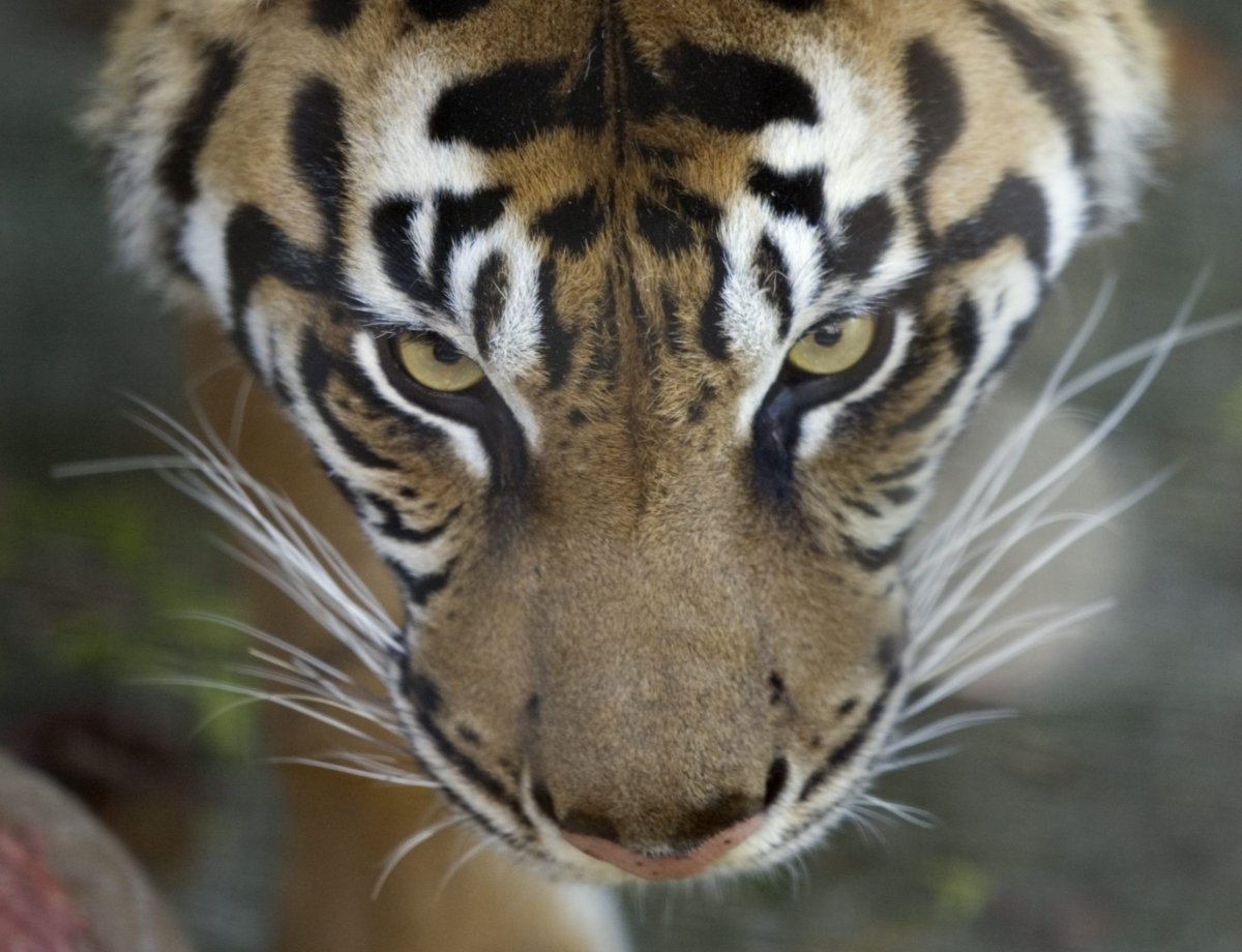 Тигры в темных очках (71 фото)