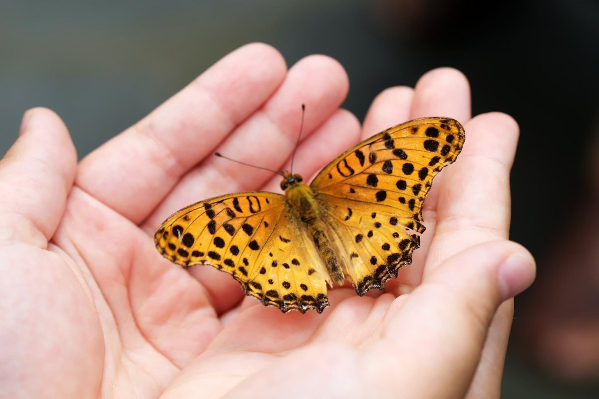 Самая маленькая бабочка в мире (71 фото)