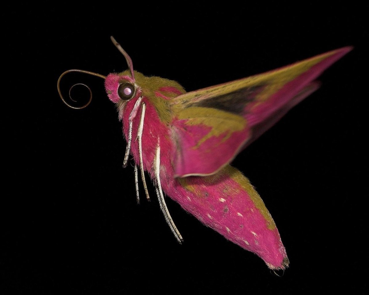 Винный бражник бабочка (71 фото)