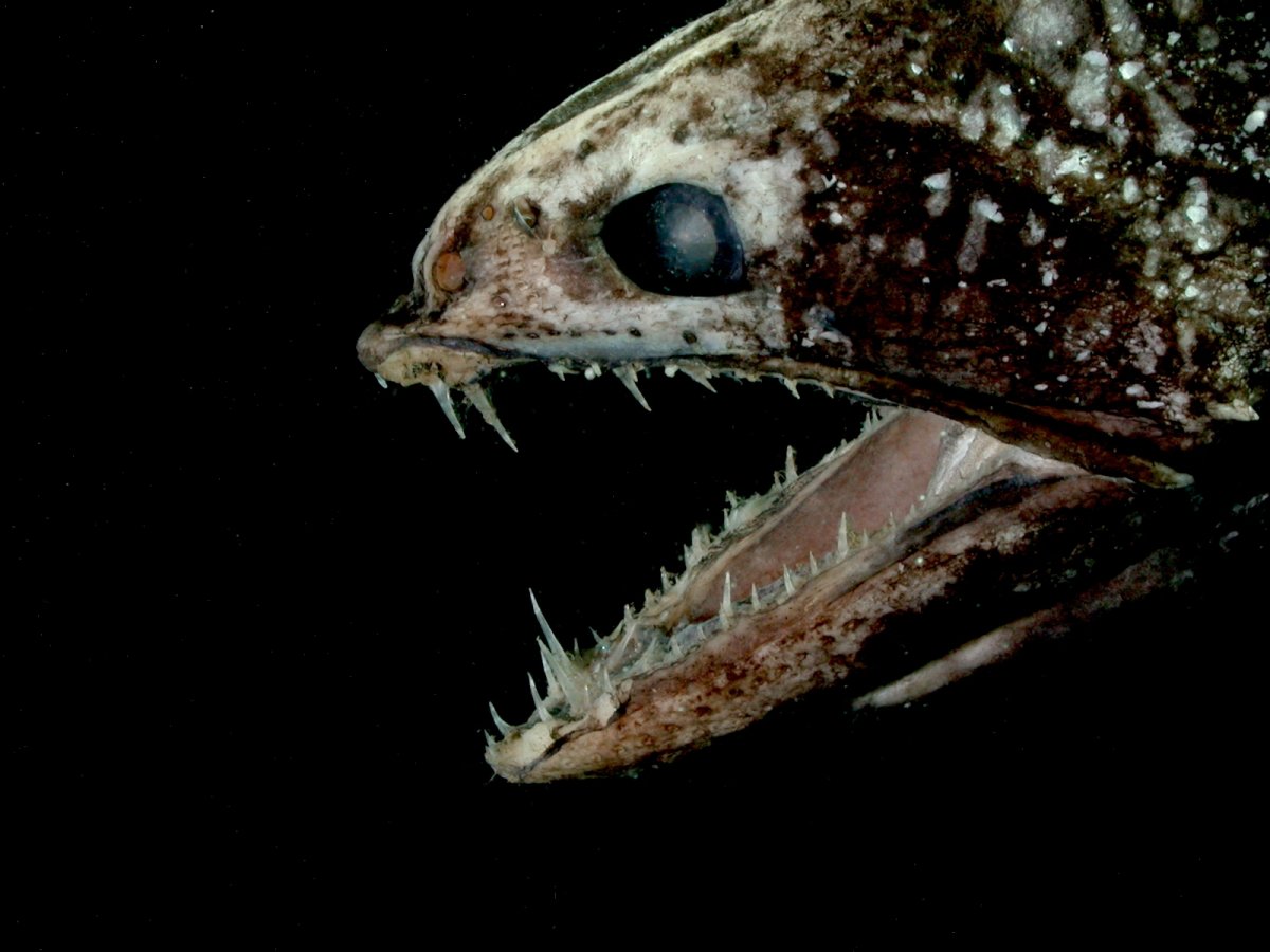 Живоглот рыба (48 фото)