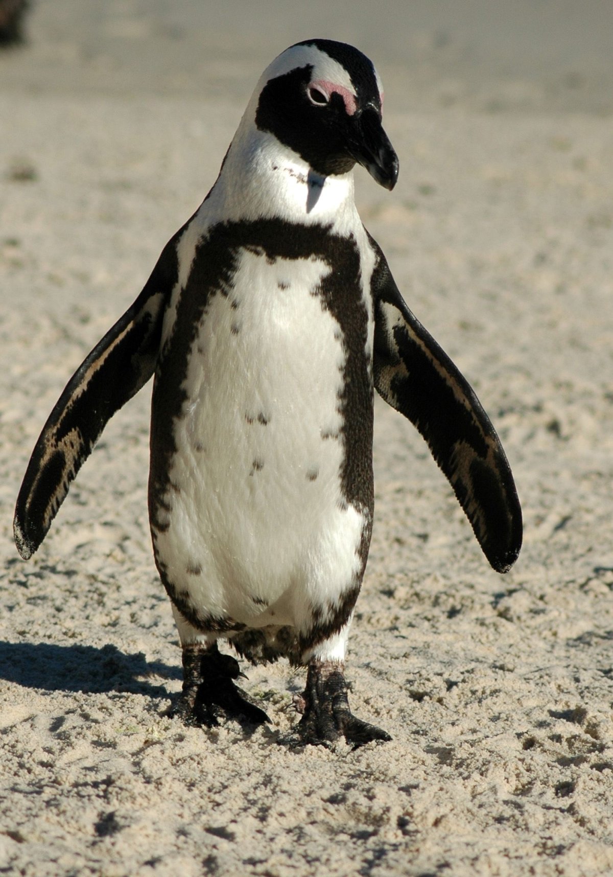 Африканские пингвины (54 фото)