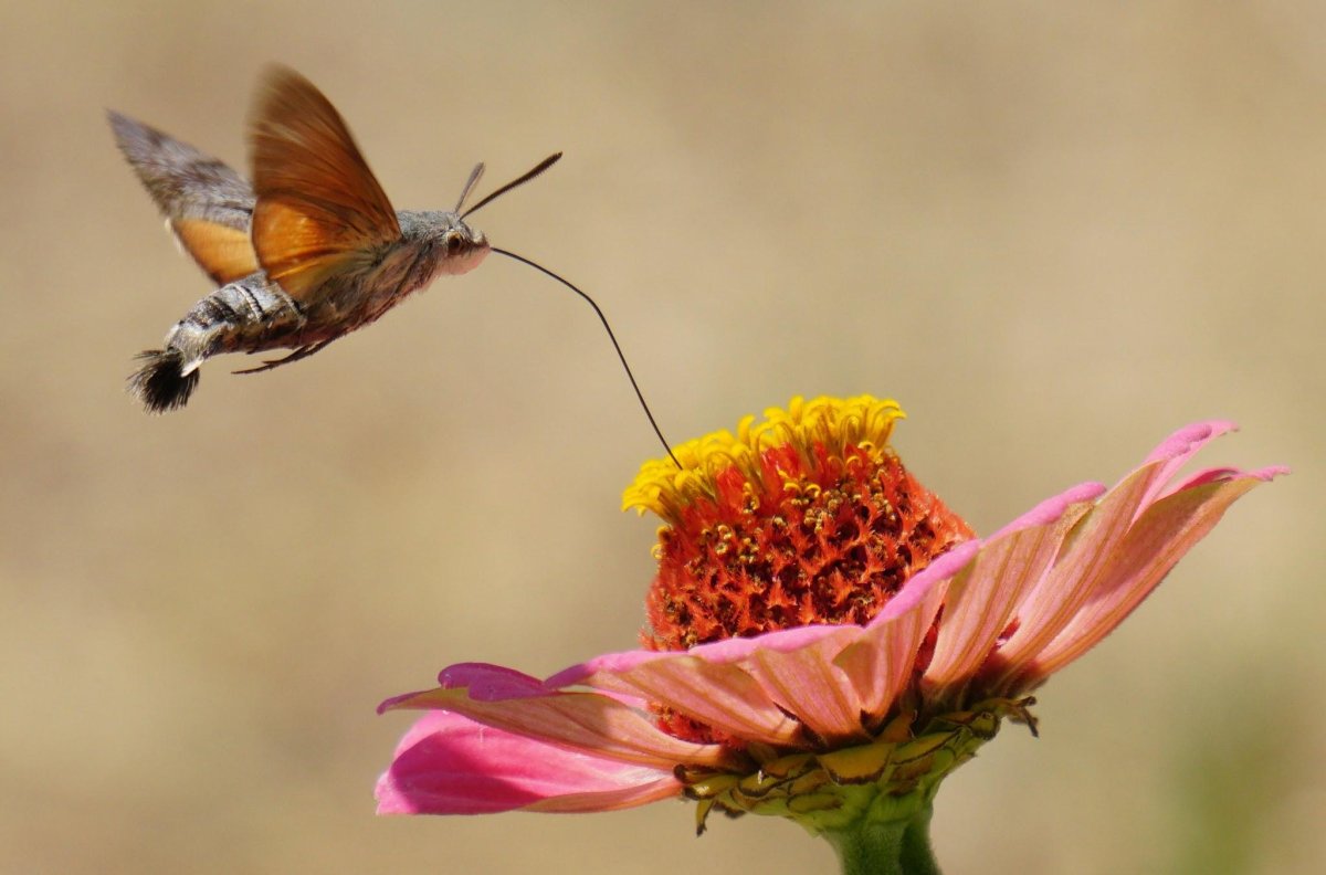 Колибри бабочка (68 фото)